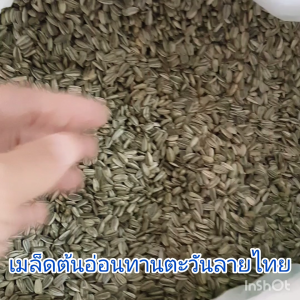 เมล็ดต้นอ่อนทานตะวัน เมล็ดลายไทย และ ดำลาย นำเข้า ต้นอ่อนทานตะวัน ทานตะวันงอก อัตราการงอก 95% ต้นอ่อนทานตะวันสำหรับเพาะงอก 1 กิโลกรัม sunflower spouse