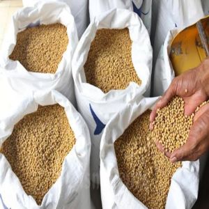 Kacang kedelai import 50 kg(GRADE.1)