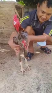 สร้างกล้ามเนื้อ เนื้อแน่น กล้ามโต เยื้อแน่น ทุบหนัก เพิ่มกล้ามเนื้อ สำหรับการเก็บสะสมพลังงาน เพชรดำกล้ามโต 2 กระปุก แถมเพชรดำจิกตี1 กระปูก ยาไก่ชน