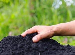 OFFER!!! Campuran Tanah Hitam & Vermicast Soil Mix with Vermicast Tanah Kebun Garden Organic Soil Potting Mix 🌹