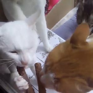PET DIARY Catnip Stick Snack Kucing Kayu Matatabi Camilan Mainan Gigit Cat Nip Toys