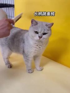 FOLOPETS หวีสางเหา หวีหมัดแมว หวีแมว หวีสางไข่เหา หวีขนแมว หวีสางเห็บหมัด แปรงเห็บหมัด หวีเห็บหมัด หวีแปรงขนสัตว์เลี้ยง หวีสเตนเลส มี 2ไซส์