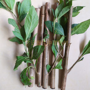 Authentic Wild Branches and Seedlings Fresh Bitter Tea General Leaf Peach Turtledove Leaf Pointed Tail Phoenix Liver Even Magic South Africa Fresh Leaf