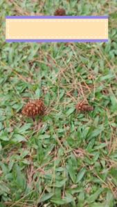 Mom Uung Nipple Cream Krim Puting Anti Lecet Momuung