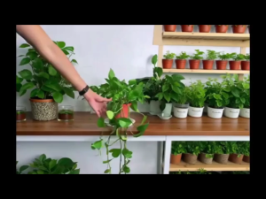10pcs Stackable Monstera Plant Support StakesClimbing Plants Support Structures for Indoor & Outdoor