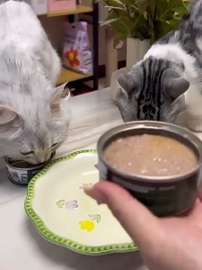 Nature Magic Natural Wet Canned Cat Food High Meat with Zero Artificial Additives in Broth Beef Chicken Lamb Flavor Same Facility as K9 ZIWI Zeal from New Zealand