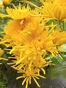 Welcome hereChrysanthemum Tea   (20g) Chrysanthemum Dried 20g Tea Healthy Natural