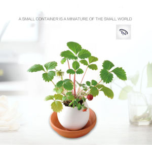 Tanaman Pot Unik Bentuk Telur: Dekorasi Ruangan & Meja Kantor