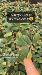 Tanaman Hias Gantung Philodendron Micans: Dekorasi Ruangan Sempit