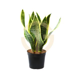 【FAST SHIPPING】Sansevieria Superba Plant Live - Indoor