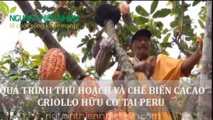 BỘT CACAO CRIOLLO HỮU CƠ 200g PERU NGUYÊN CHẤT 2 GÓI