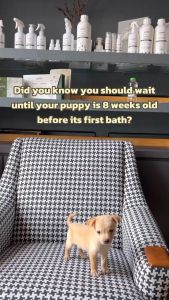 OOMMI Probiotics New Puppy Bundle - Ear & Eye Care + Pet Odour + Pet Living Cleaner + Pet Laundry