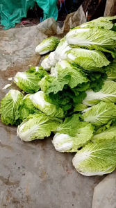 Benih Sawi Putih Hibrida ASTON F1 10 gram Cap Bunga Matahari Unggul Produksi Tinggi Disukai Pasar