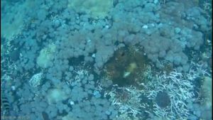 กล้องติดหมวกกันน็อค กล้องกันน้ำ 4K WiFi กล้องถ่ายใต้น้ำ Sport Action Camera รวมกล้องติดรถมอไซ กล้องติดรถเครื่อง โกโปรติดหมวก กล้องไลฟ์สด กล้องถ่ายวีดีโอ กล้องถ่ายยูทูป กล้องถ่ายในน้ำ กล้องโกโปรแท้ กล้องดำน้ำ