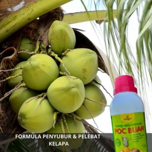 Pupuk Kelapa Cepat Berbuah Pupuk Pelebat Buah Kelapa Lokal Hibrida Obat Penyubur Pohon Buah Kelapa