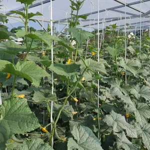 Benih Timun Kyuri Jepang Hibrida TAKUMI F1 10 gram 350 Biji Lebih Cap Bunga Matahari Unggul & Lebat