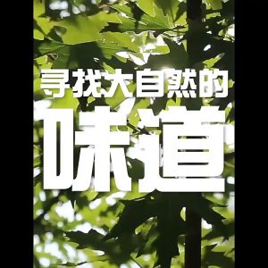 Lọ xịt khử mùi vi khuẩn cho mọi căn phòng thơm hương dịu êm xịt thơm phòng Air Freshner từ thiên nhiên