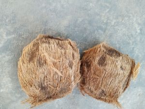 Benih Bijian/Bibit Pohon Lontar Penghasil Legen/Buah Lontar Sudah DiProses Secara Khusus Agar Mudah Tumbuh Di Berbagai Jenis Tanah(isi 2 Jantan&Betina)
