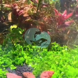 【Ready Stock】500G-5KG 1~8CM Black/Red Volcanic Stone Lava Rock Aquarium Bio Filter Media Material With Mesh Bag