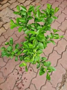 Cây chanh bắc ăn lá với thịt gà ướp thịt nướng tặng kèm phân ra rễ Minh Hân Garden