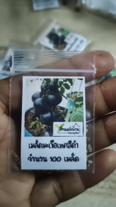 100 เมล็ด มะเขือเทศดำ เมล็ดมะเขือเทศดำ มะเขือเทศ เมล็ดมะเขือเทศ