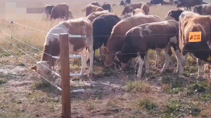 Pagar Elektrik Kebun Solar Electric Fence Energizer For Horse Cattle Poultry Farm Fence Shepherd Alarm Livestock Tools