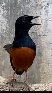 Pastol Konslet juara Vitamin Burung Murai pastol pemicu syaraf motorik dan mental tempur