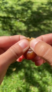 Kurma Sukari Thinwall 500 Gram Sukkari Lembut Basah Premium Quality