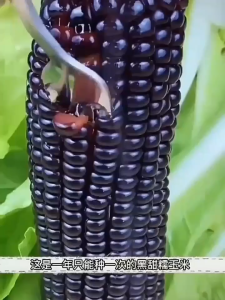 Bernih Jagung Pulut Hitam/Benih Jagung Pulut Ungu(18 Seeds)/黑糯玉米籽/Black Waxy Corn Seeds/Black Glutinous Corn Seeds