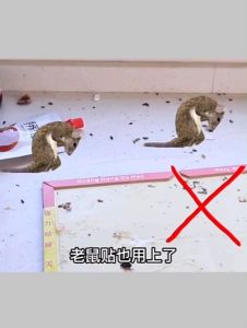 Rat Repellent Gel derealization cream rodent repellent