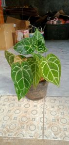 tanaman hias kuping gajah minitanaman hias kuping gajah mini rimbun