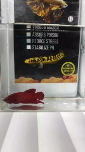 GARAM IKAN BIRU BLUE SALT 500GR UNTUK MENCEGAH PENYAKIT DAN MENYEMBUHKAN PENYAKIT PADA IKAN