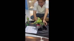 กระถางปลูกต้นไม้