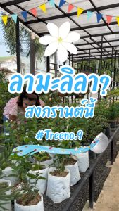 Treeno.9 มะลิลา กลิ่นหอมมาก 8 นิ้ว 30-50 ซม. ไม้ประดับ ไม้มงคล ถูกถูกต้นไม้ มาก 200 บาท