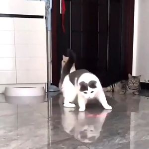 Claw Shape Cat Laser Stick Cat Laser Pen Toy Transform 6 Patterns Laser LED Pen Pet Toys Interactive Teasing Kitty Toys