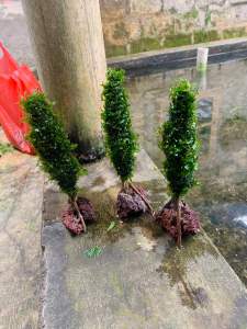 pohon cemara aquascape hiasan aquarium