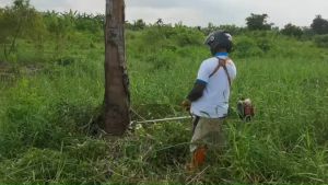 ใบมีดตัดไม้ ตัดหญ้า ขนาด 10 นิ้ว 12 ฟัน 14 ฟัน 16 ฟัน ใส่เลื่อยวงเดือนไฟฟ้า ใส่เครื่องตัดหญ้าได้ทุกรุ่น ตัดไม้ยูคาลิปตัส ตัวไม้ทั่วไป
