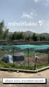 อวนล้อมไก่ 1.8*20ม. ตาข่ายอเนกประสงค์ ตาข่ายกันนก ตาข่ายกั้นนก ตาข่ายล้อมไก่ กรงไก่ ตาข่ายกั้นสัตว์