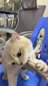 [GIẢM STRESS] Que gỗ Bện Thừng bện cỏ Catnip nhai gặm giúp giảm STRESS Sạch Răng Cho Mèo Hana pet