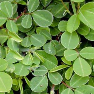 Kim tiền thảo gói túi 1kg