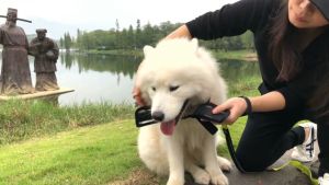 (Bán sỉ) rọ mõm Chó bằng vải lưới thoáng khí - Love pets shop