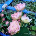 Củ sen Super Lotus. 