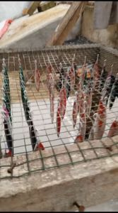 Metal Jig Colt Sniper: Motif Ikan Asli & Full GID 3D