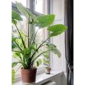 Cây ráy voi trồng cảnh(hàng đẹp) mua 5 tặng1 gốc nhỏ. 