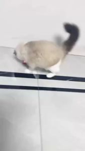 Automatic Rolling Ball Smart Cat Toy Electric Interactive Self-Moving Ball For Cats Training And Indoor Play Kitten Toy
