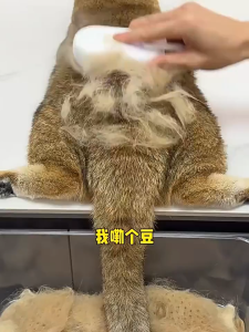 Pet steam spray comb massage comb to remove floating hair no-bath cat hair comb