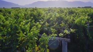 China Shipping [2025] Whiskey Vodka Small Bottle Gift Set for Convenience Store Bartending 3.8