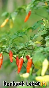 Pupuk Kalsium Boron Manohara 1kg: Fertilizer Kalsium Boron untuk Pertanian