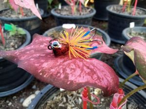 #เหยื่อตกปลา เหยื่อส่ายหน้า ขนาด 2cm. ตัวเหยื่อทำจากไม้โมกมัน