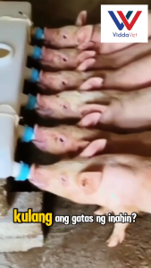 6 Slots Milk Feeder – Easy Hygienic Feeding for Piglets and Lambs